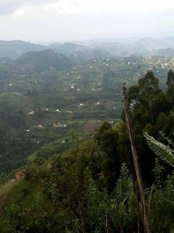 Nkuringo 1